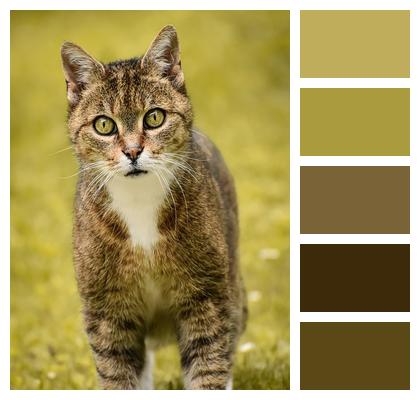 Animal Cat Domestic Animal Image